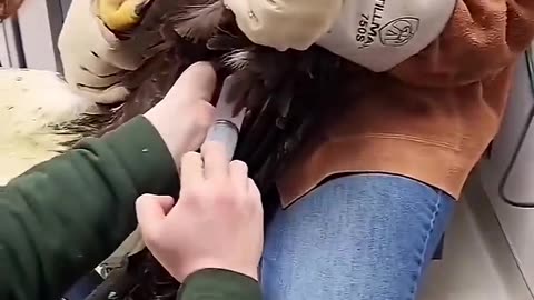 The girl that rescued this eagle