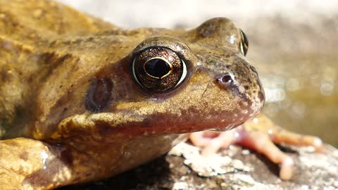 Frog eyes, The beauty of Details.