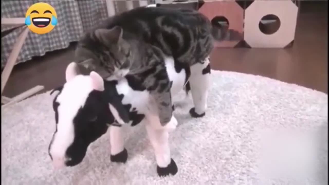 funny animal video