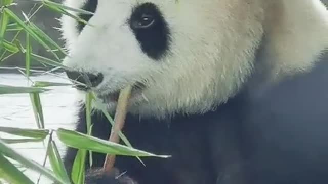 The giant panda