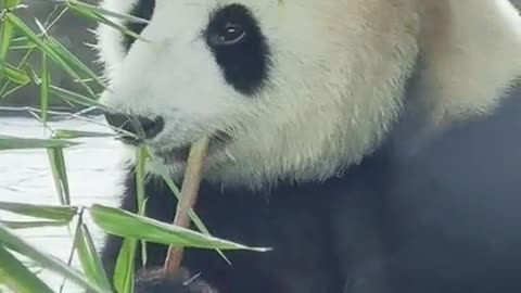 The giant panda