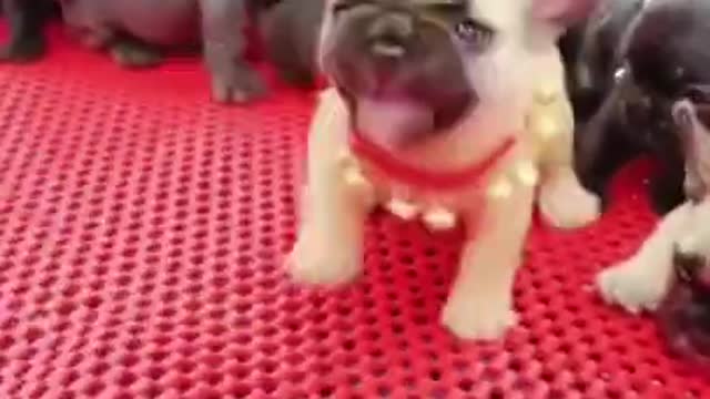 SOO CUTE - ANGRY PUPPY ! | Puppy Training #60 #shorts