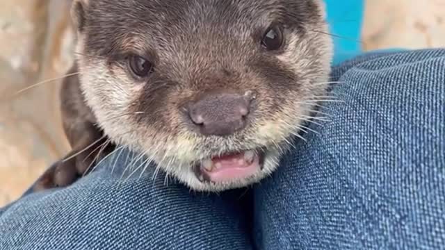 The otter