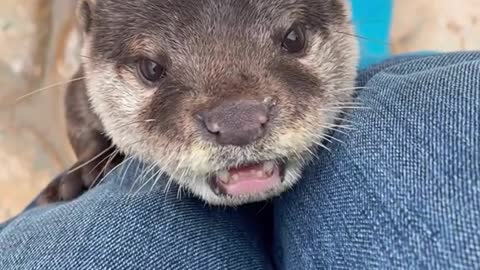 The otter