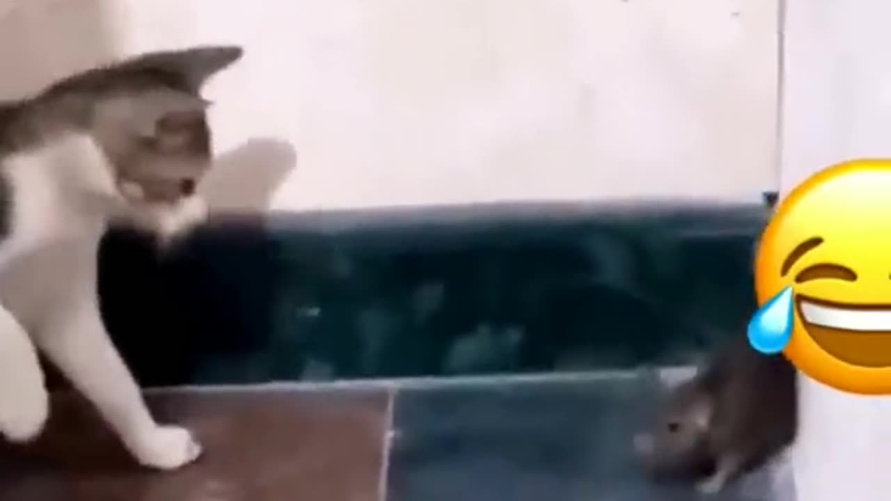Funny catš¤£
