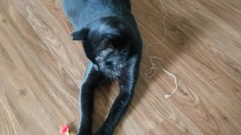 20240830 104837 Tux Playing with Bugless Stick Toy