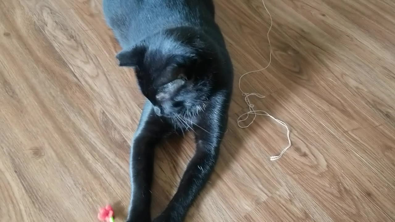 20240830 104837 Tux Playing with Bugless Stick Toy