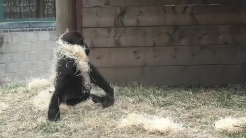 Grumpy Silverback Gorilla deals with super annoying son