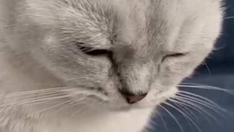 Cat video