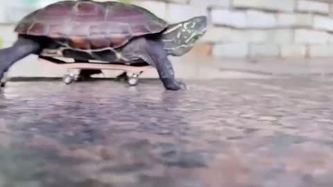 turtle on a skateboard