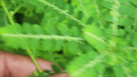 CHANCA PIEDRA AKA SEED UNDER LEAF