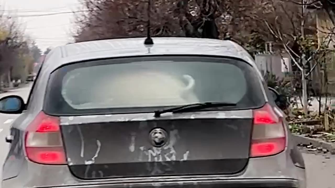 Pig In A BMW