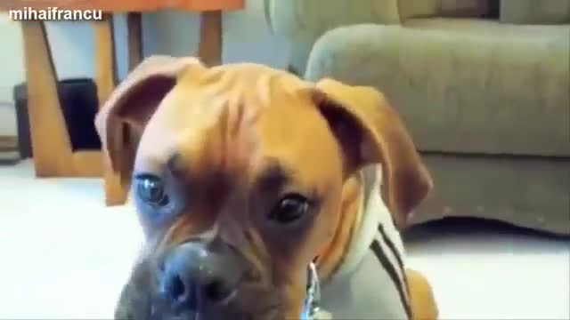 Funny Talking Dogs Compilation Talking Dog Videos