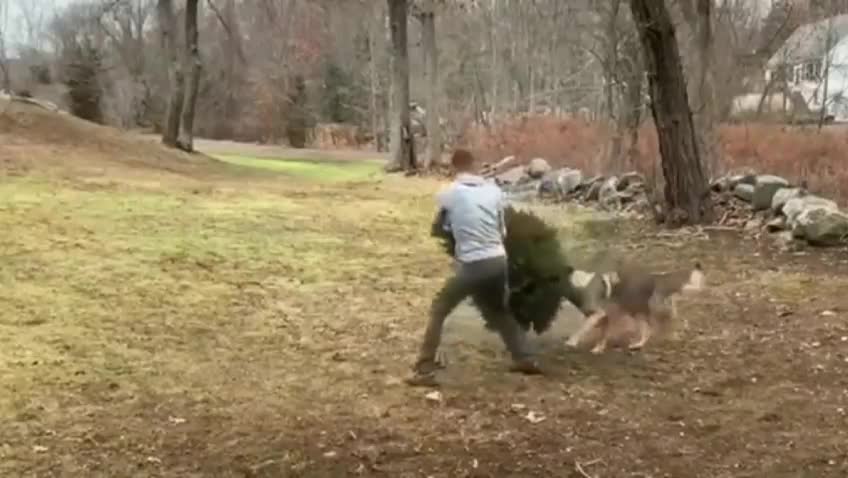 Dogs and Christmas trees...