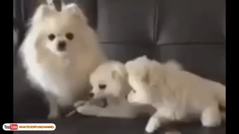 short animals funny video