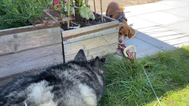 Husky Confused By Crazy PUPPY in His GARDEN!