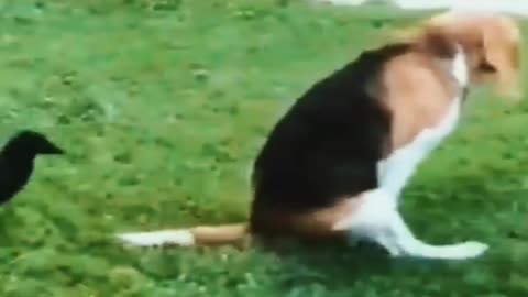 Funny Dog Moments #pet