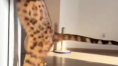 Cat cute video🤩😝🤪😜😂