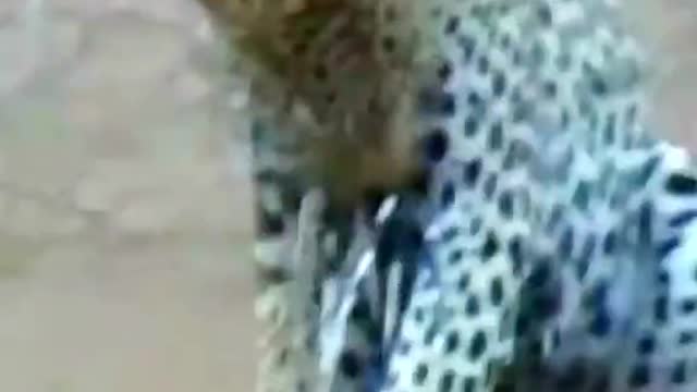 # Leopard ?? #wildanimals #animals # Thank you for attention