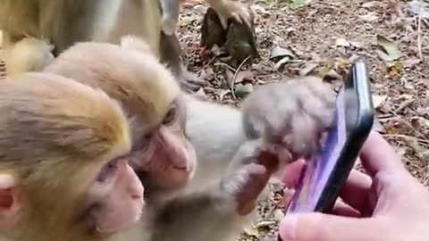 Surprise monkey