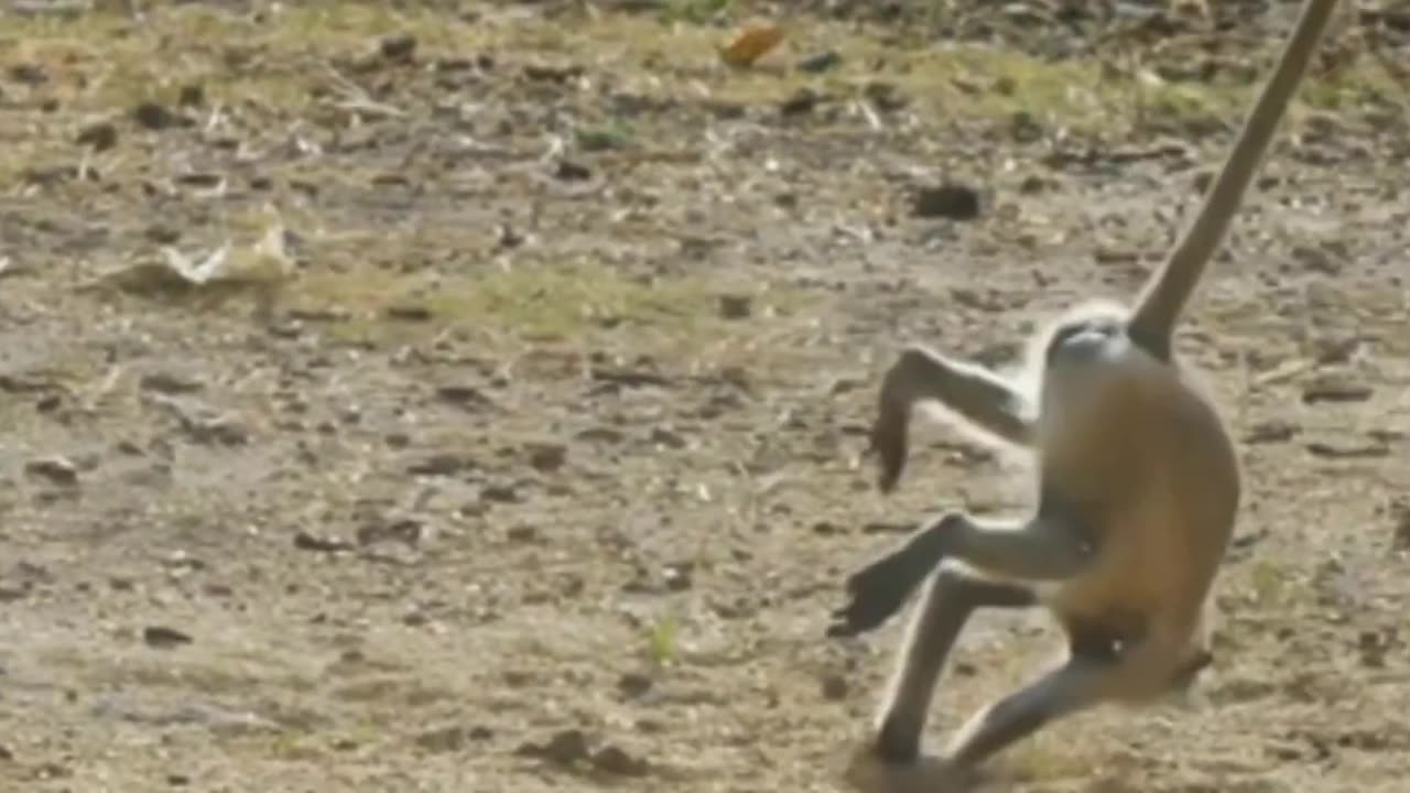 Funniest monkey video🐵