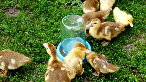 duckling | cute baby duck (No copyright animals) free videos footage [HD]