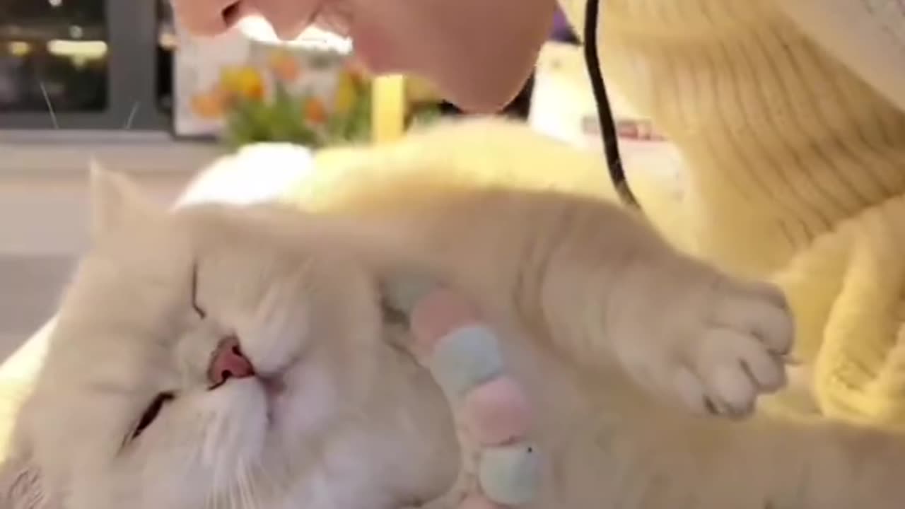 A cat with a sweet cry