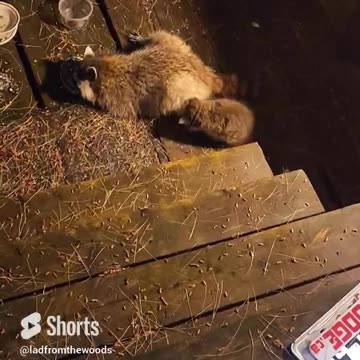 Sunny The Raccoon Irritable With The Babies, Tired Mommy I Expect lol #shorts