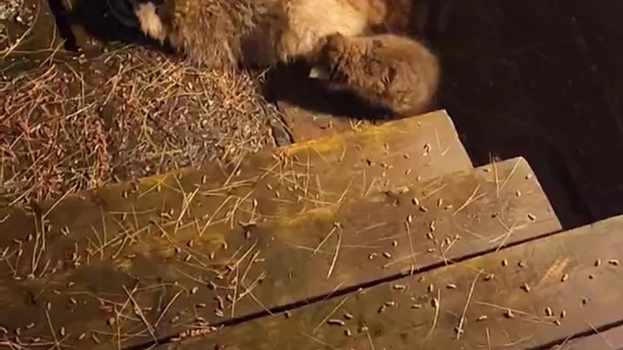 Sunny The Raccoon Irritable With The Babies, Tired Mommy I Expect lol #shorts