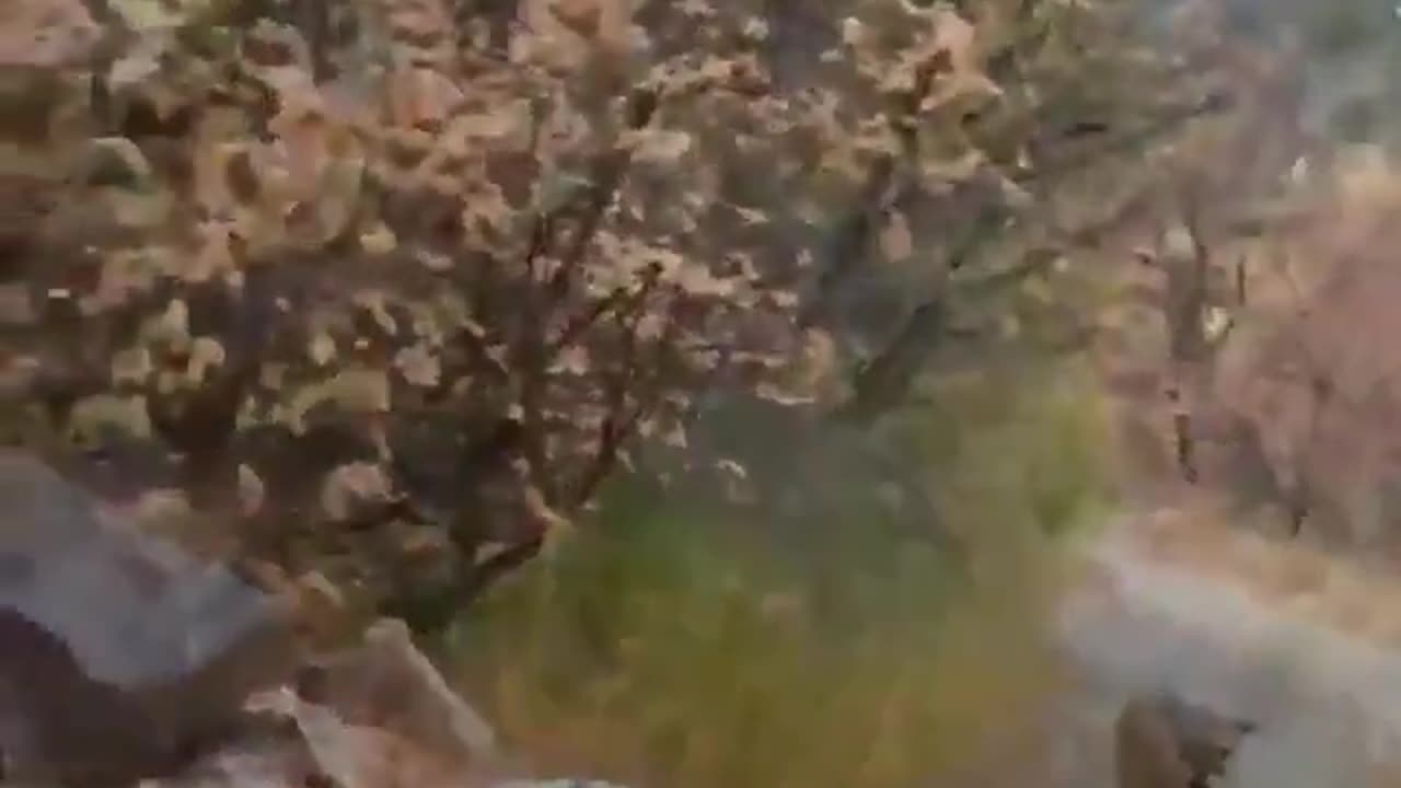 Mountain lion hunts man who is on a trail