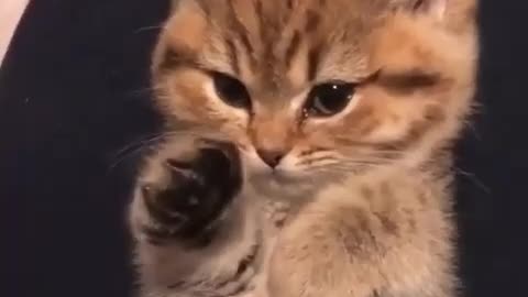 katenok