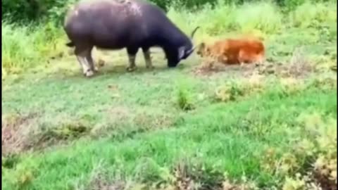 Buffalo vs Dog