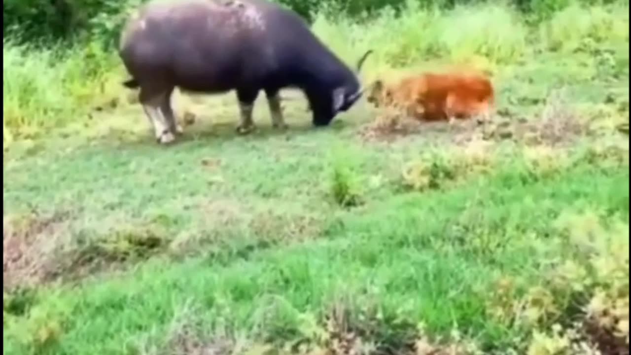 Buffalo vs Dog