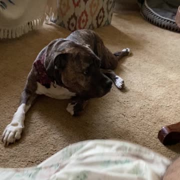 Dogs just hanging out