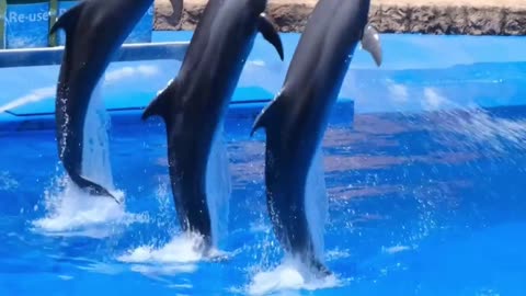 three dolphins show jumping