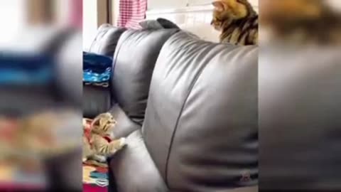 Cat's fight reaction video.