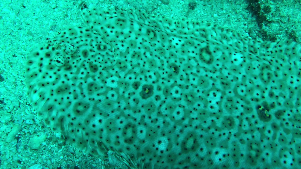 Amazing Closeup View of Flounder fish - no sound