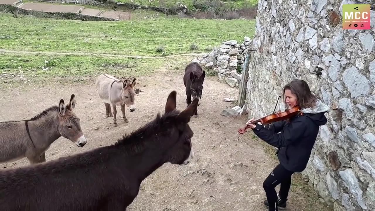 She plays the violin "O Sole Mio" in harmony with donkeys