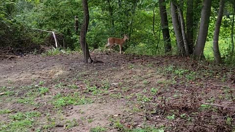 Fawn in my yard