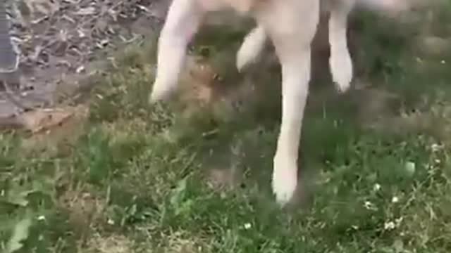 Funny Dog Doing A Dance ~ Dog Tap Dancing ~ Must See Funny Animal Video