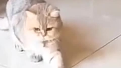 Rumble/Animals lover channel. Best funny cat playing with toy and surprise video