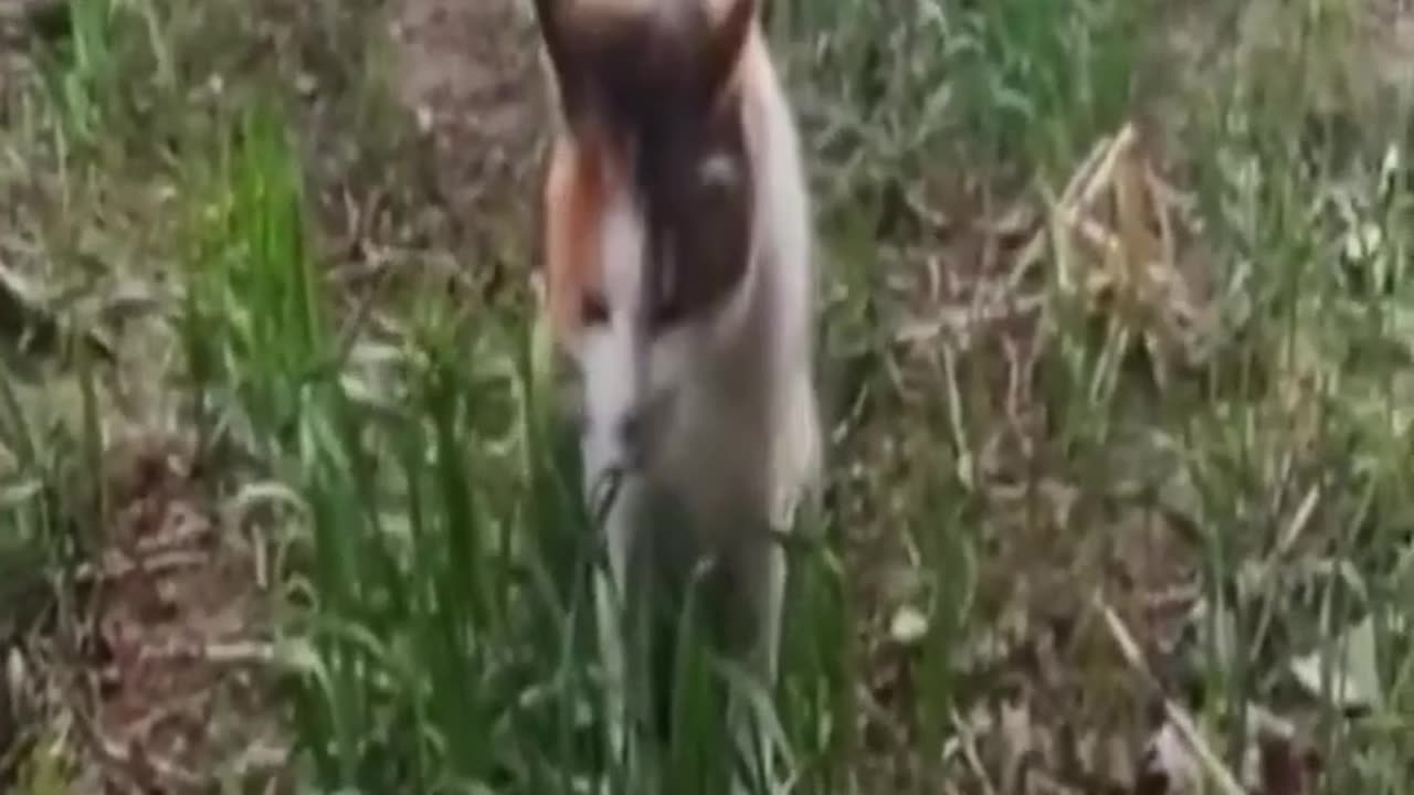 Funny Animals Video