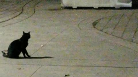 20231116 180145 Tux and Stripey87 Playing