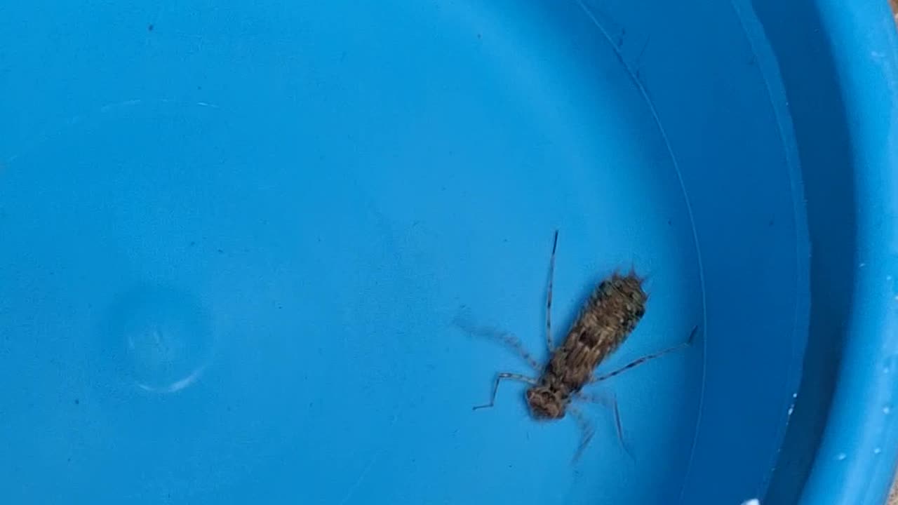 insect?