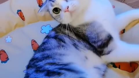 Animal World 12