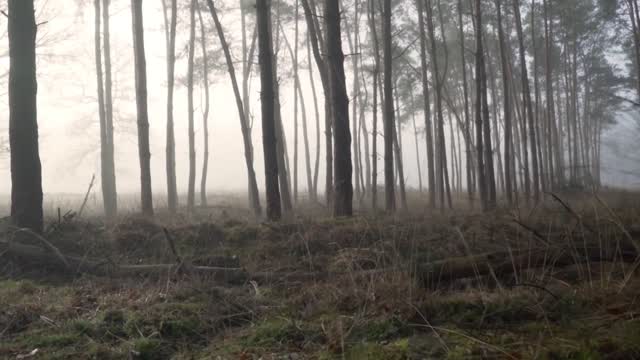 relaxation with music in the forest makes the mind calm