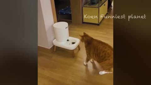 New Funny Animals 😂 Funniest Cats and Dogs Videos 😺🐶