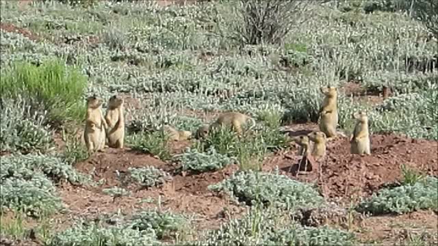 Baby Prairie Dogs - Wrestling..!