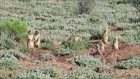 Baby Prairie Dogs - Wrestling..!