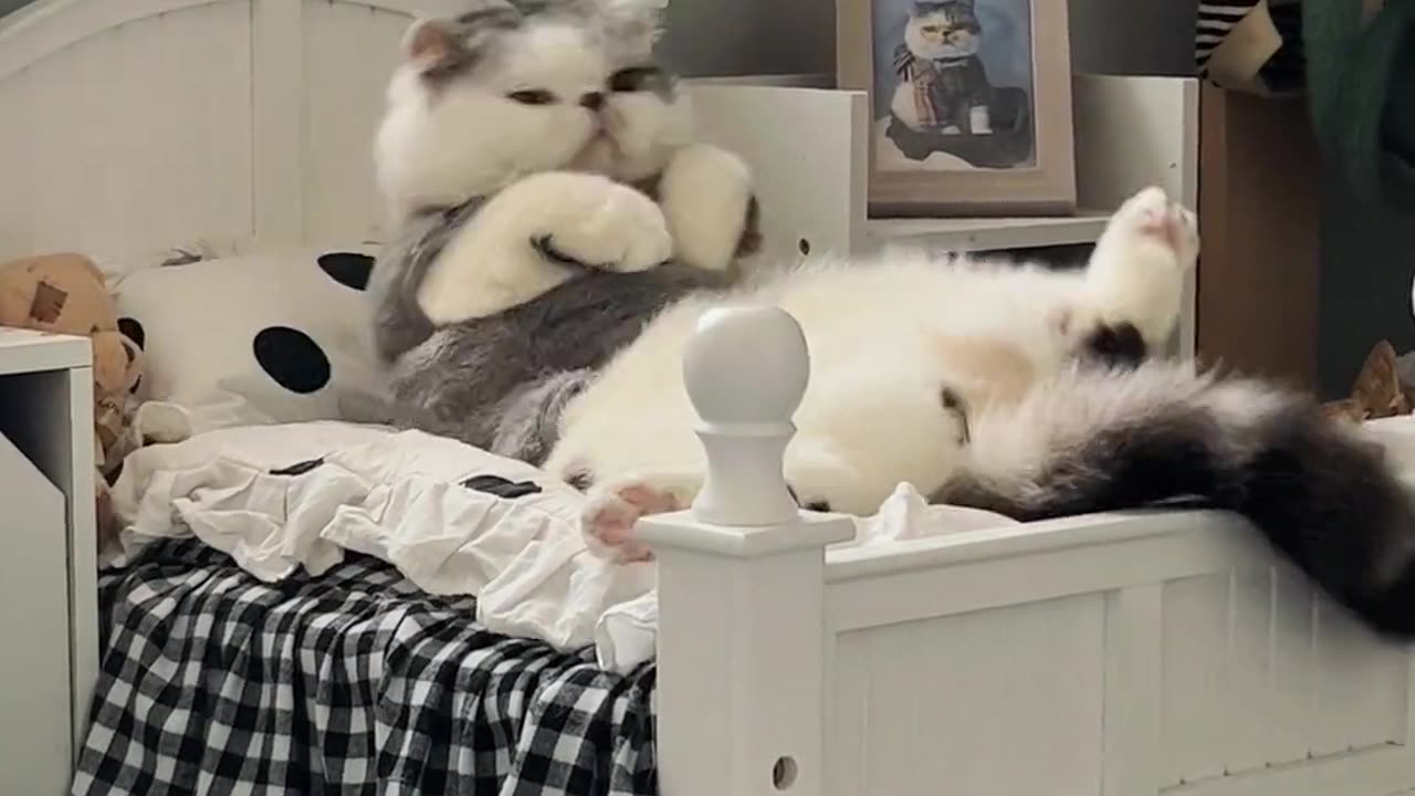 Cats enjoy sleeping 😴😴 || Funny videos 2023